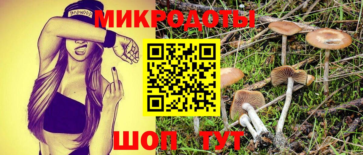 Галлюциногенные грибы Psilocybe Электрогорск